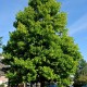 Arborele cu lalele 180-200 cm 